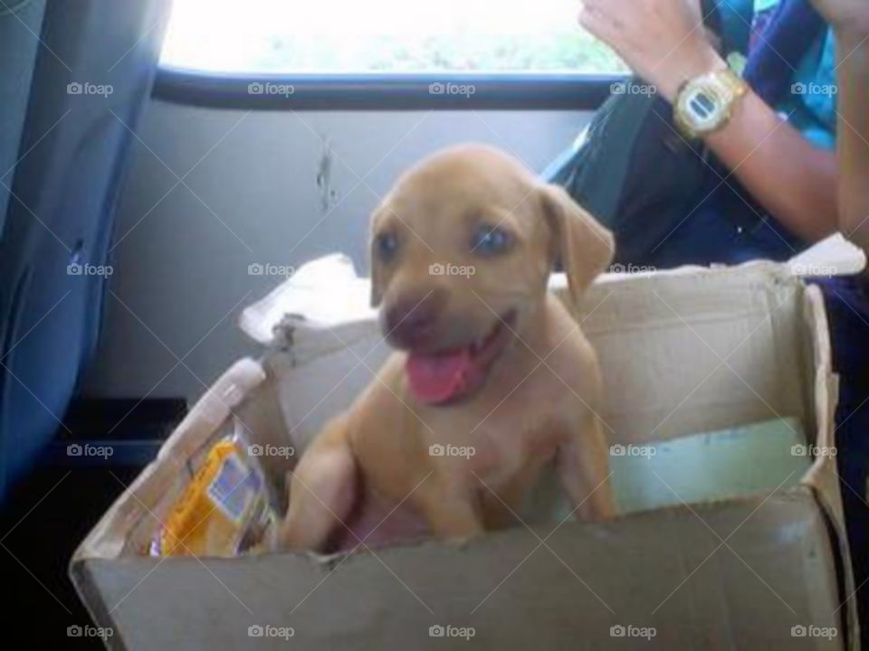 Cuando adoptamos a Sol/When we adopt Sol