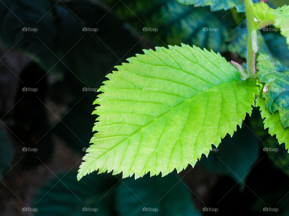 Green leaf. 