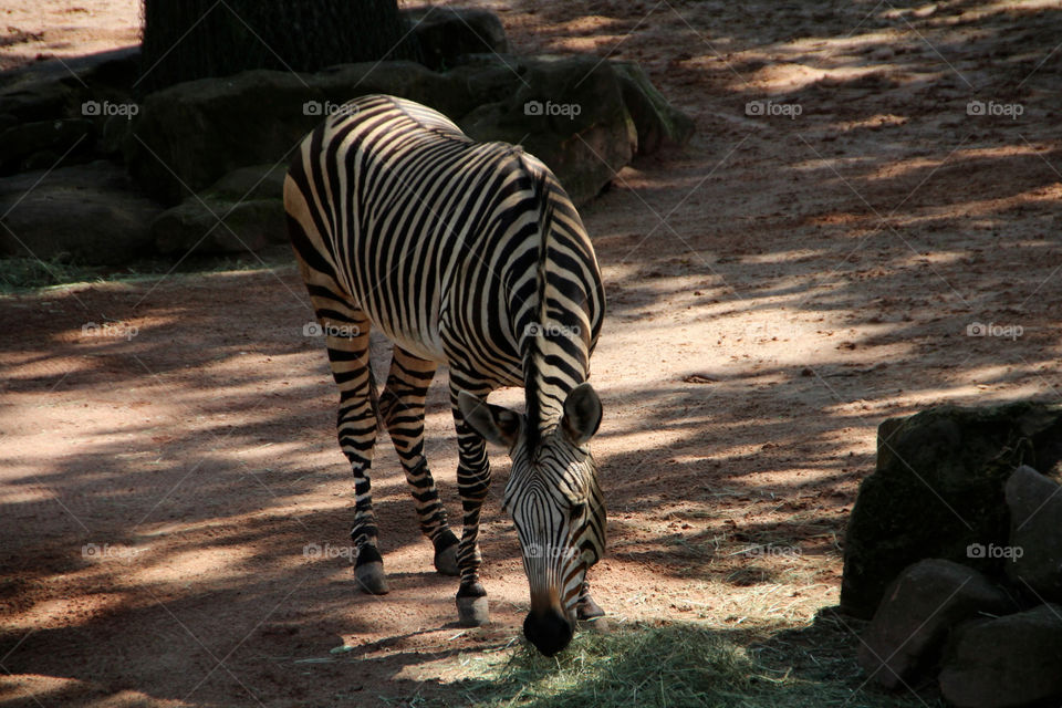 mammals zoo animals zebra by stef79