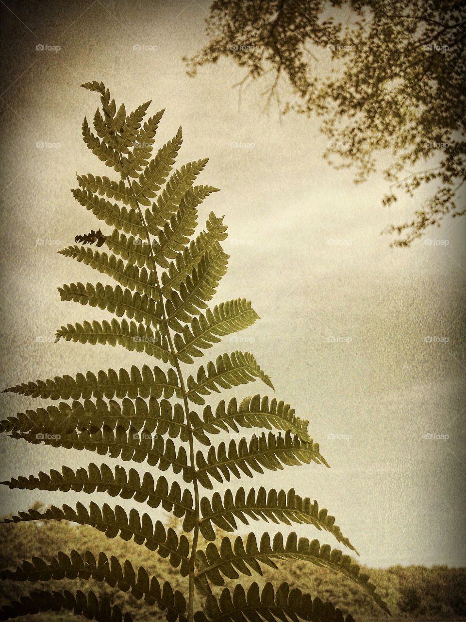 The Fern by the Pond