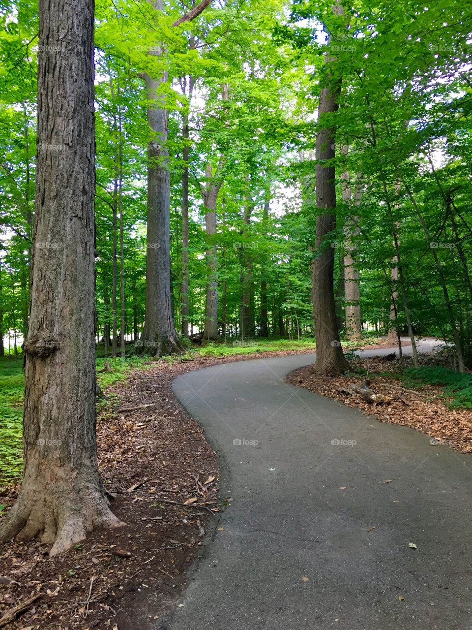 Winding trail