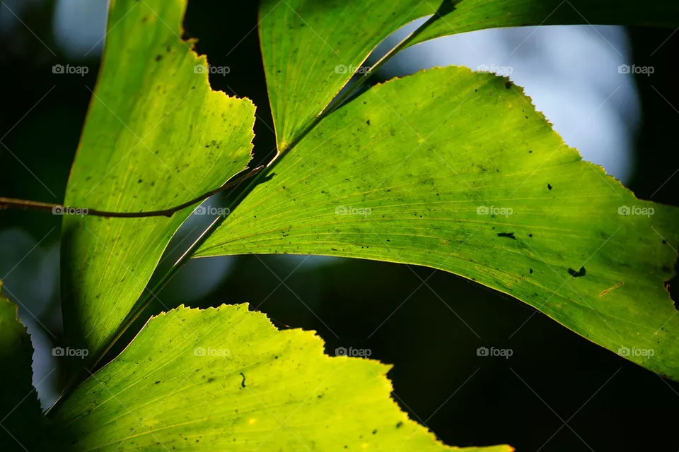 leaf