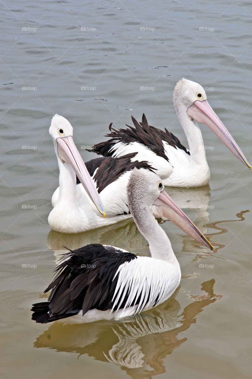 Three pelicans swimming in the water