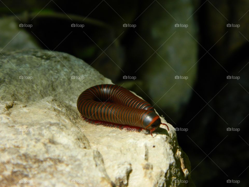 millipede