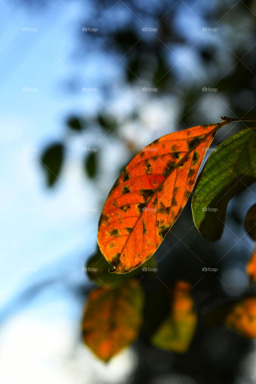 A fall leaf