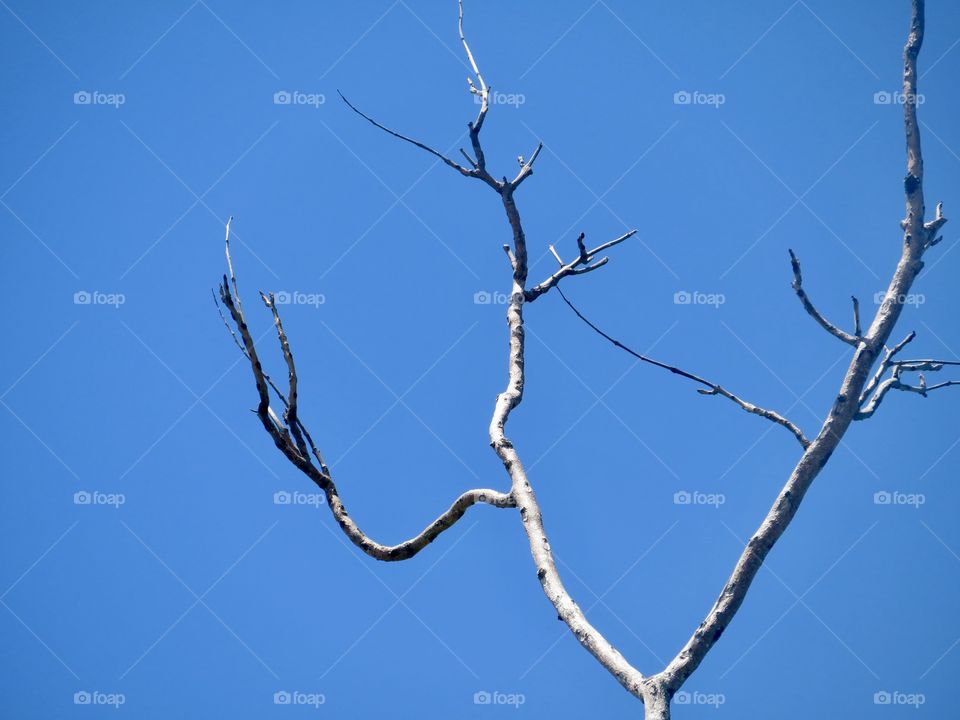 Dead  Branch
