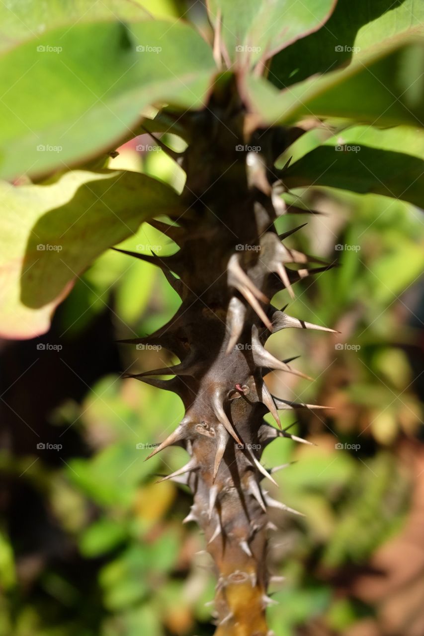 Thorns
