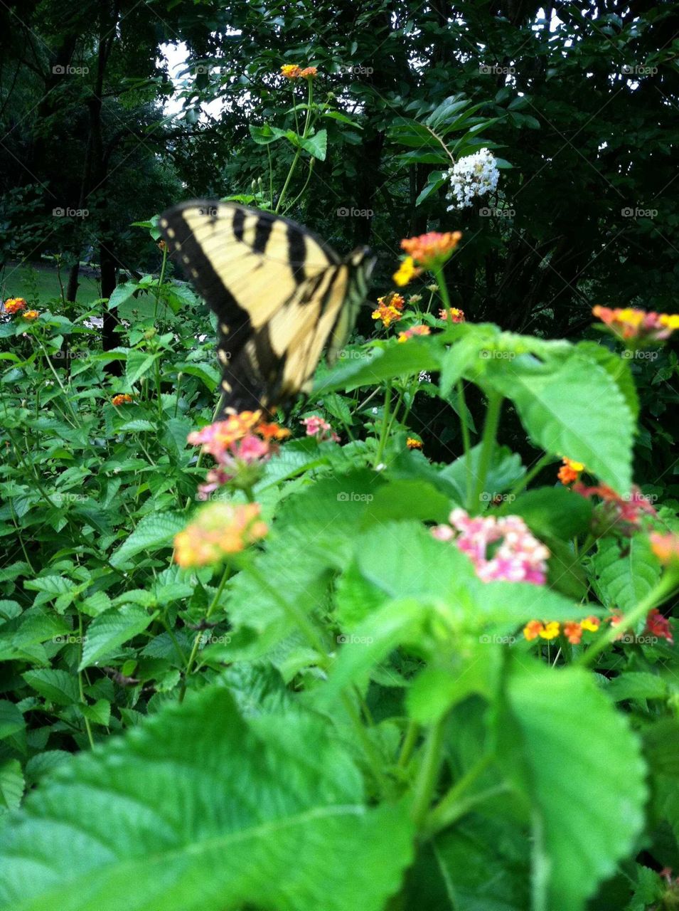 Butterfly in the Butterfly Garden