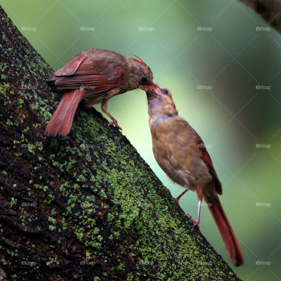 A beautiful bird feeding its young one