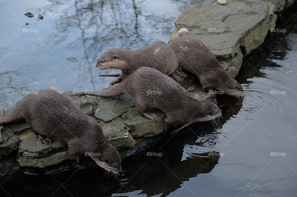 Family of otters