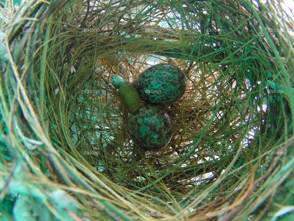 Bird egg in nest