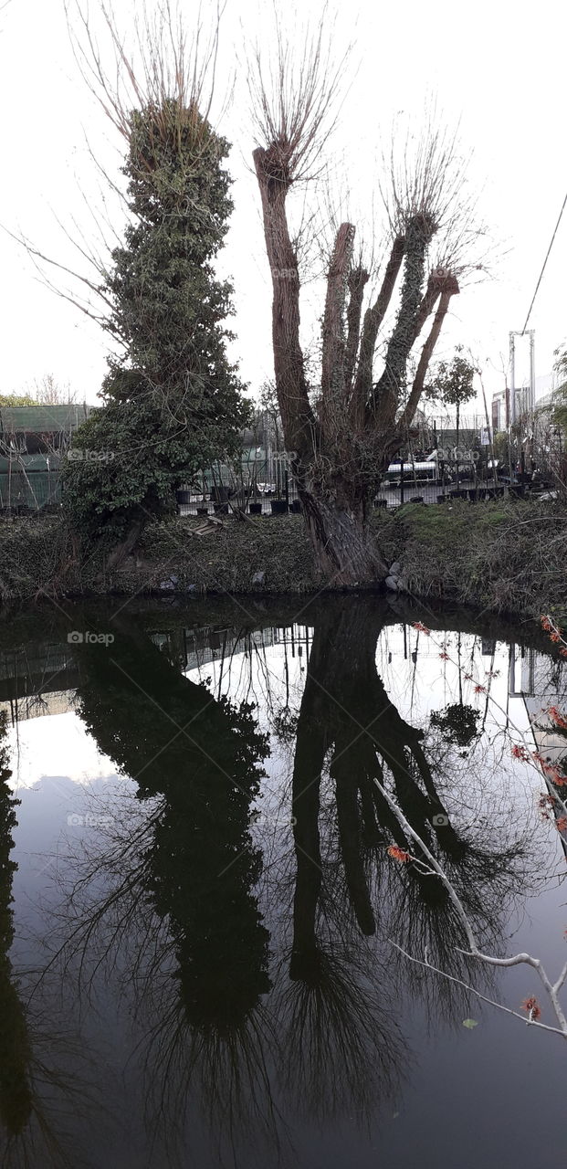 Reflets d'arbres dans l'eau