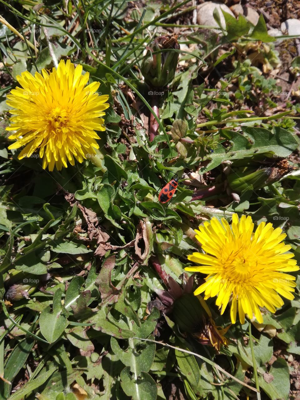 pissenlit, soldat, gendarme, fleurs