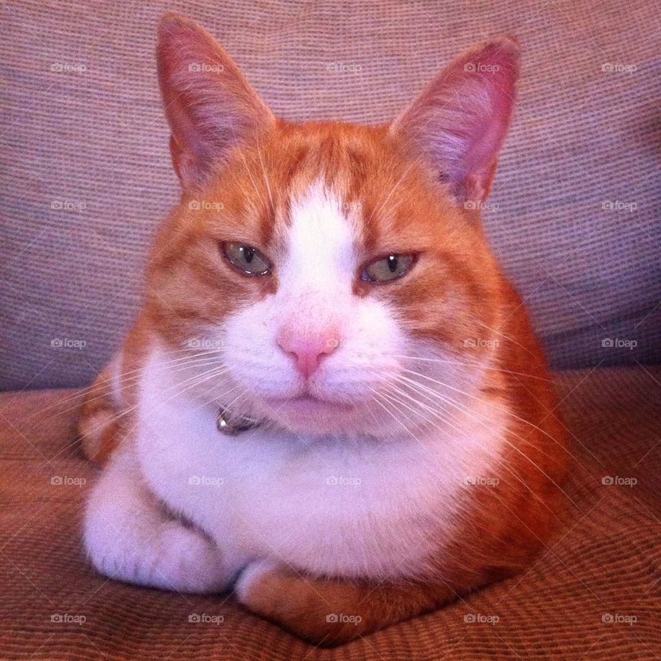 Ginger cat