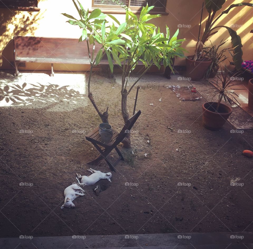 Let sleeping dogs rest. Two rescued puppies napping in their foster parent's dirt yard