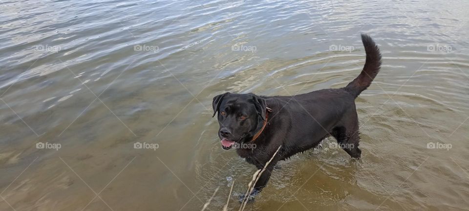 Labrador retriever in water lake summer time, summer heat, beautiful portrait