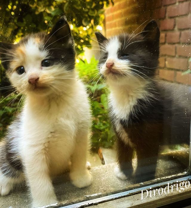 Feline