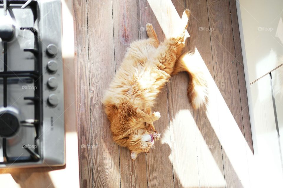 cat on wooden floor