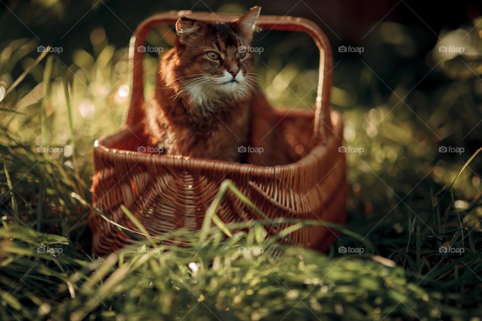 Rudy somali cat sitting on an old wooden basket at summer day