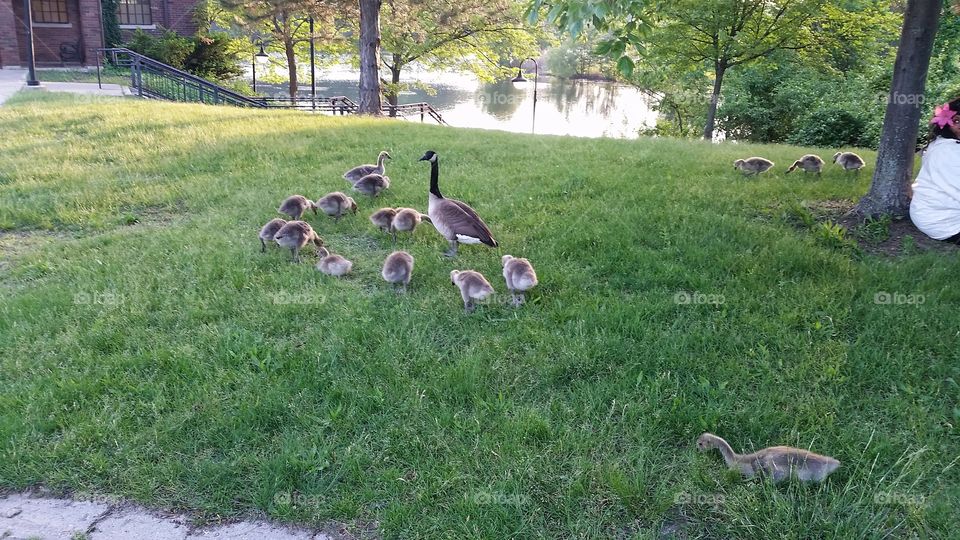 mama goose and fifteen babies