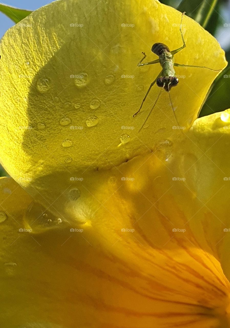 Flying Mantis on Allamanda