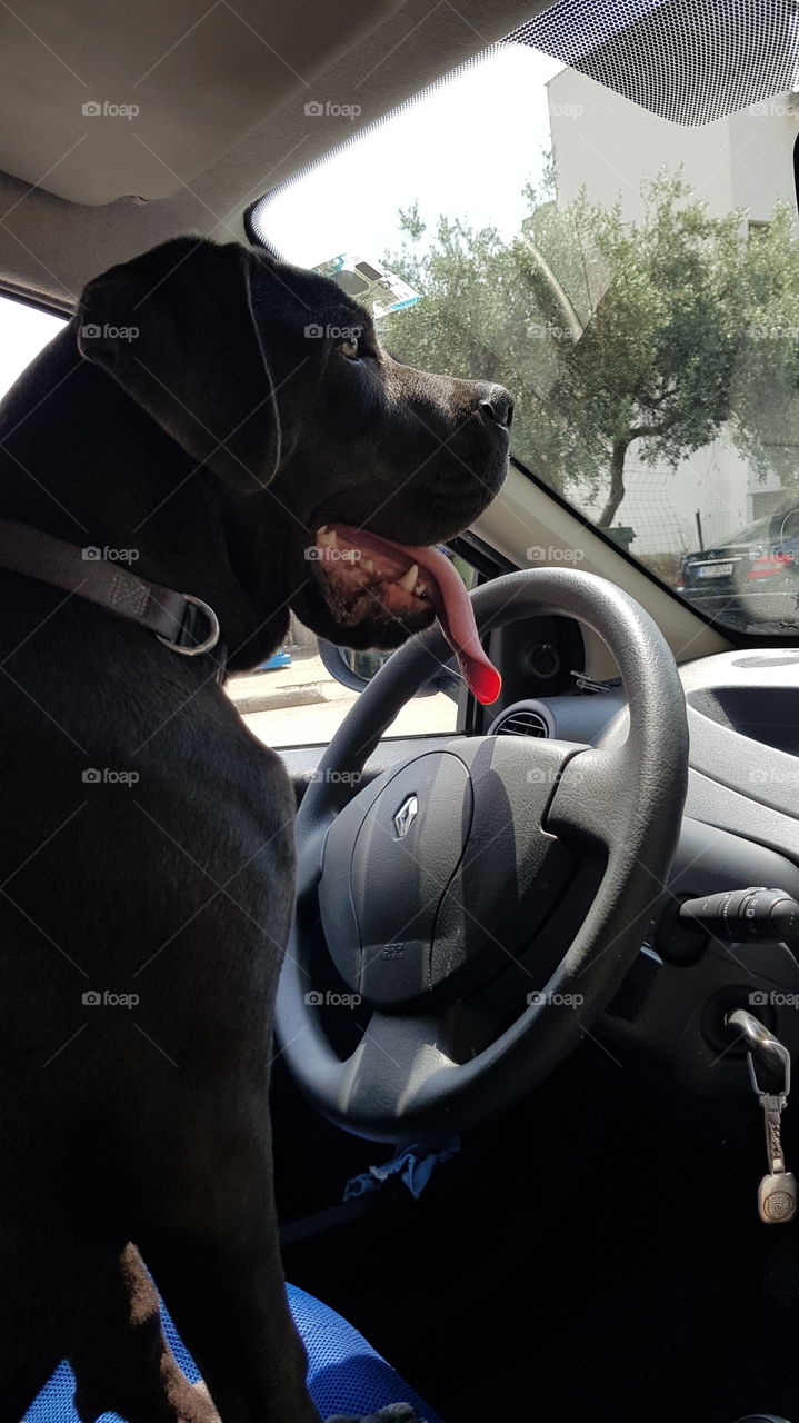 my dog pluto love the drive seat