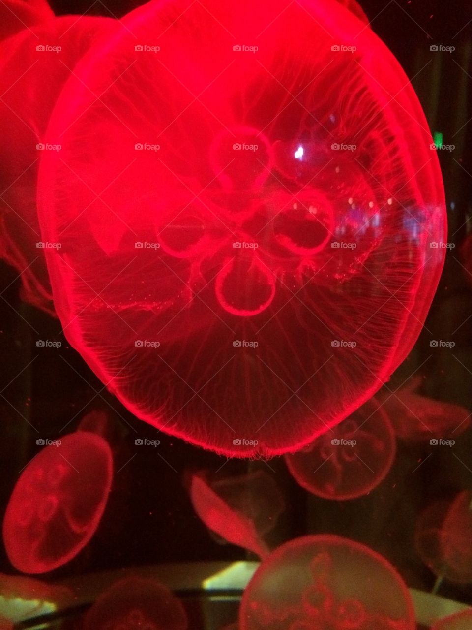 Glowing Ocean. Red light lit aquarium to show the jellyfish in a different way. 