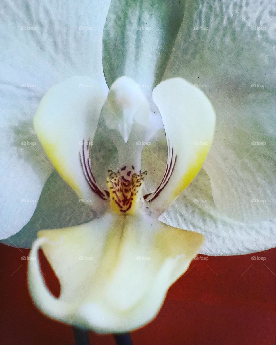 orquídea