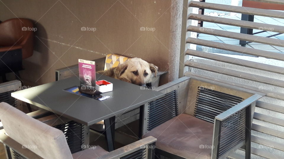 The dog stayed and waited to get served!!