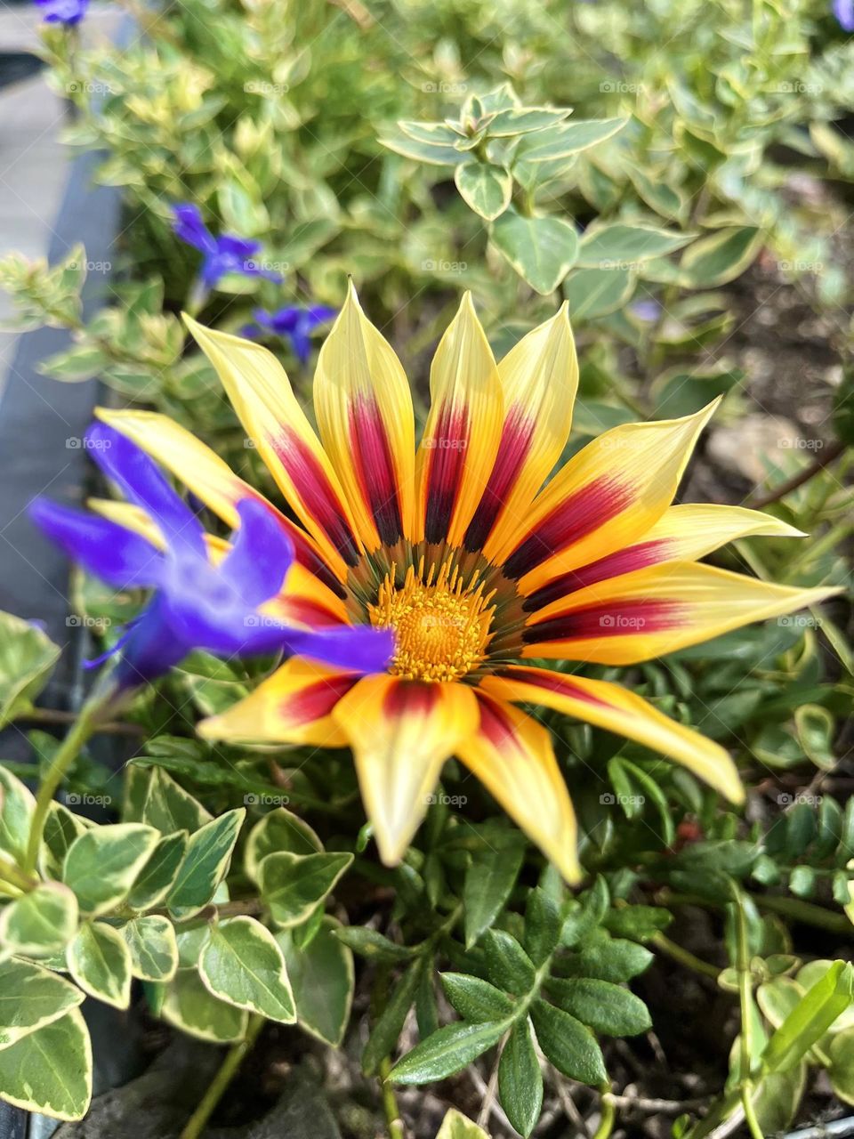 The best photo of the year: Plants (a yellow flower and a purple flower in the garden)