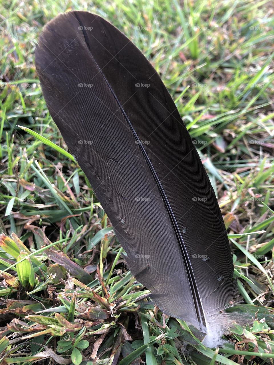  Black feather in the grass