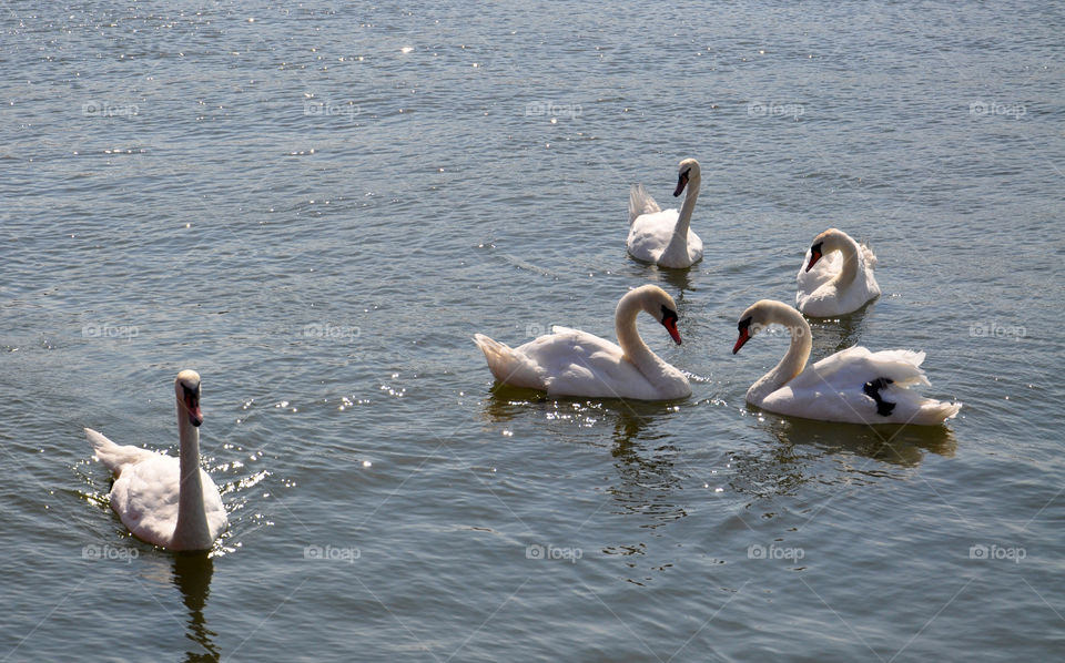 White swans in the Baltic Sea 