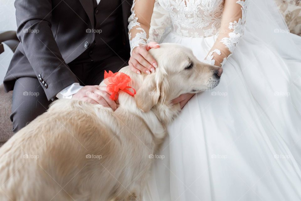 Wedding dog