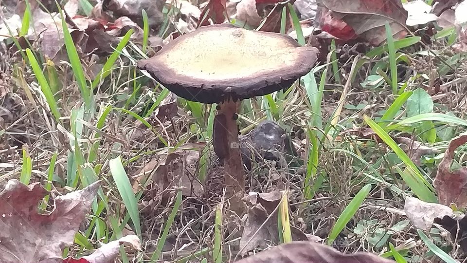 Nature, Food, Fungus, Mushroom, Flora