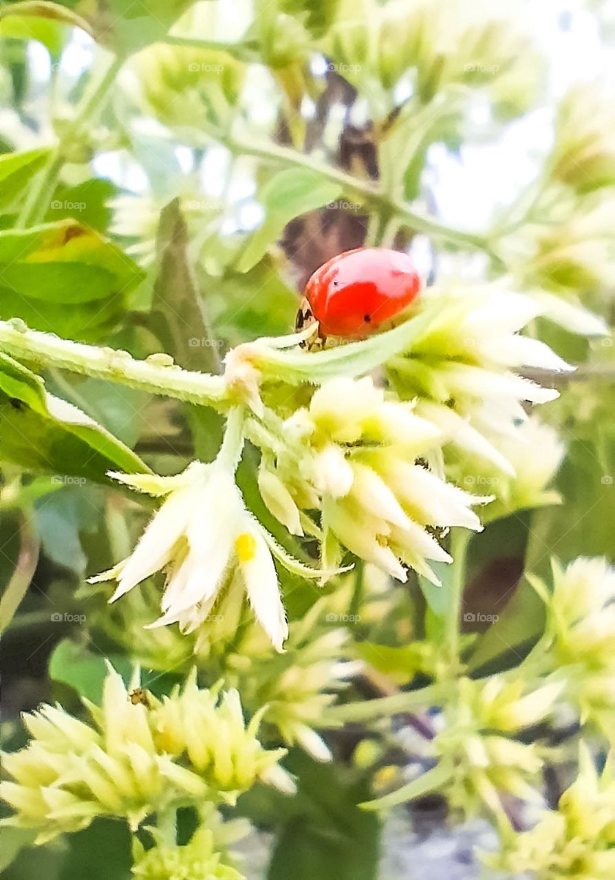 Red Ladybug