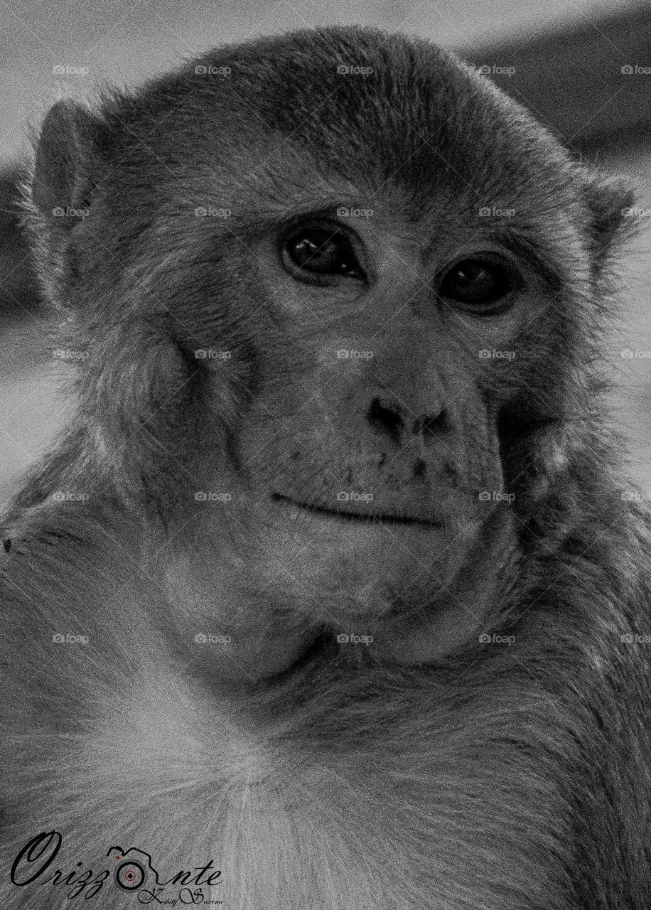 Rhesus Macaques or Monkey.
Though very common in India, but this creature is excellent example of brain, skills, humor and senses...!!! ♠️