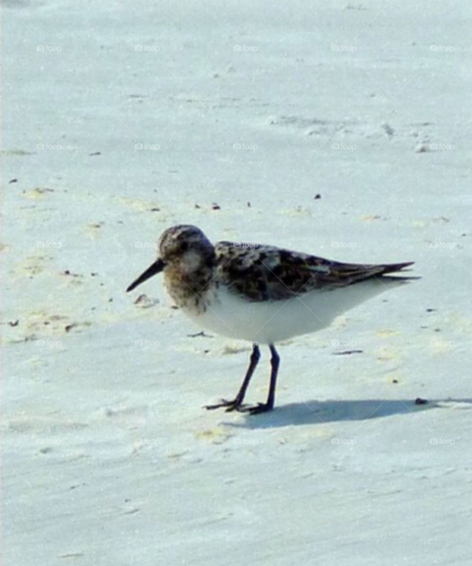 Seagull on the beach 