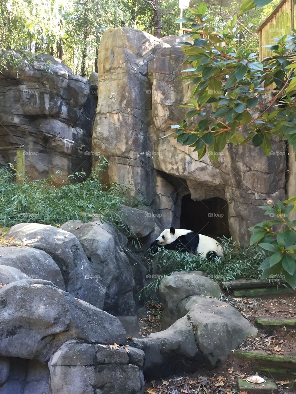 all that eating calls for a nap. 