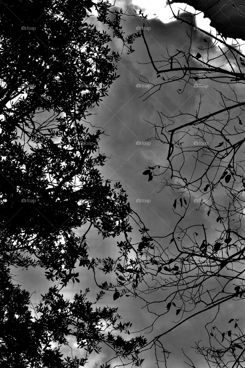 Deciduous and non deciduous 