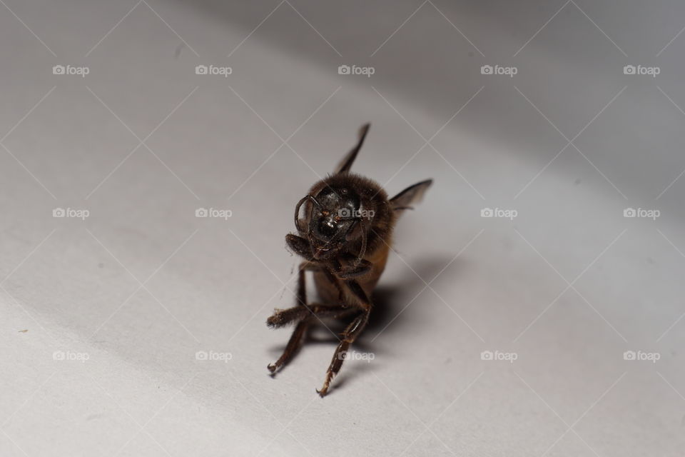 A dead body of bee