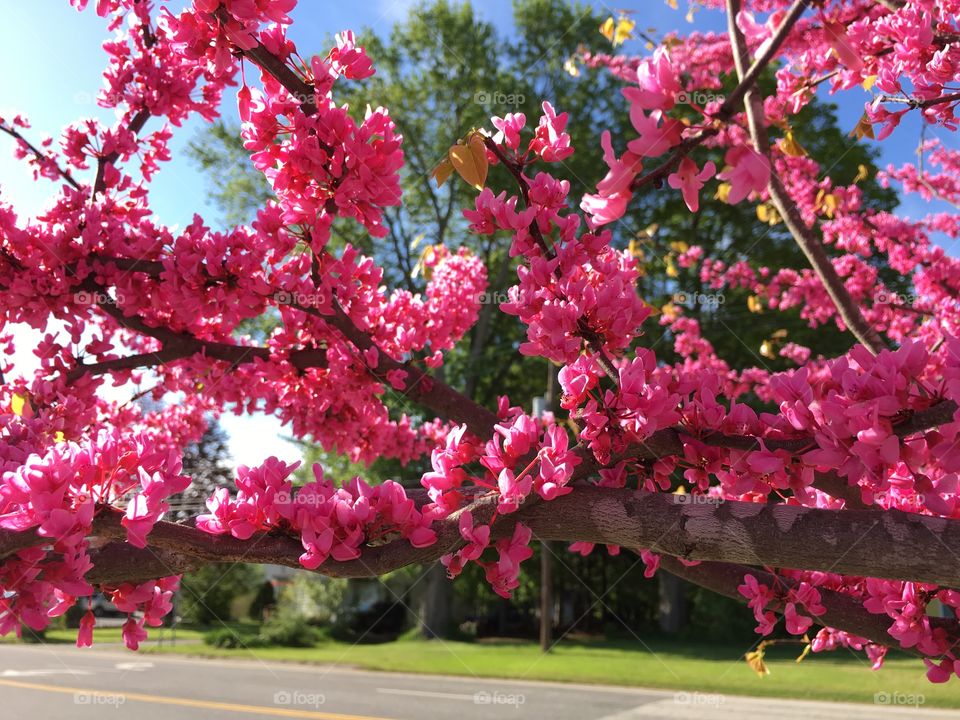 Pink Redbud in Connecticut