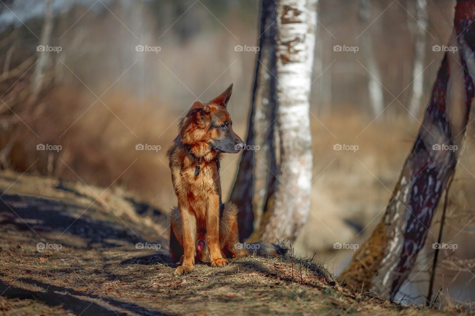 German shepherd dog outdoor at spring day 