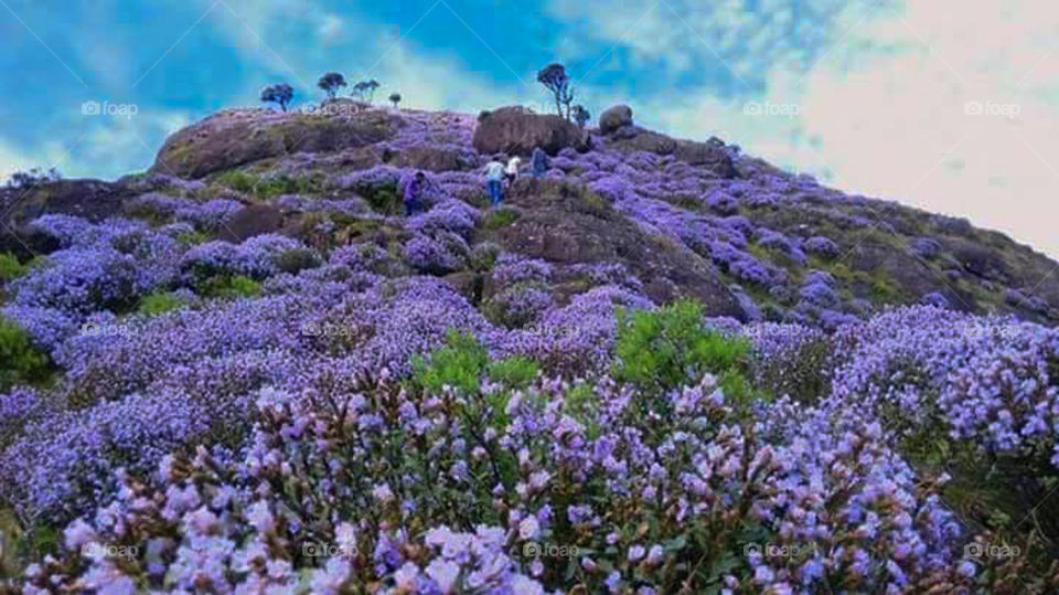 Neelakurinji (Strobilanthes kunthiana) is a shrub that is found in the shola forests of the Western Ghats in South India. Nilgiri Hills, which literally means the blue mountains, got their name from the purplish blue flowers ofNeelakurinji that bloss
