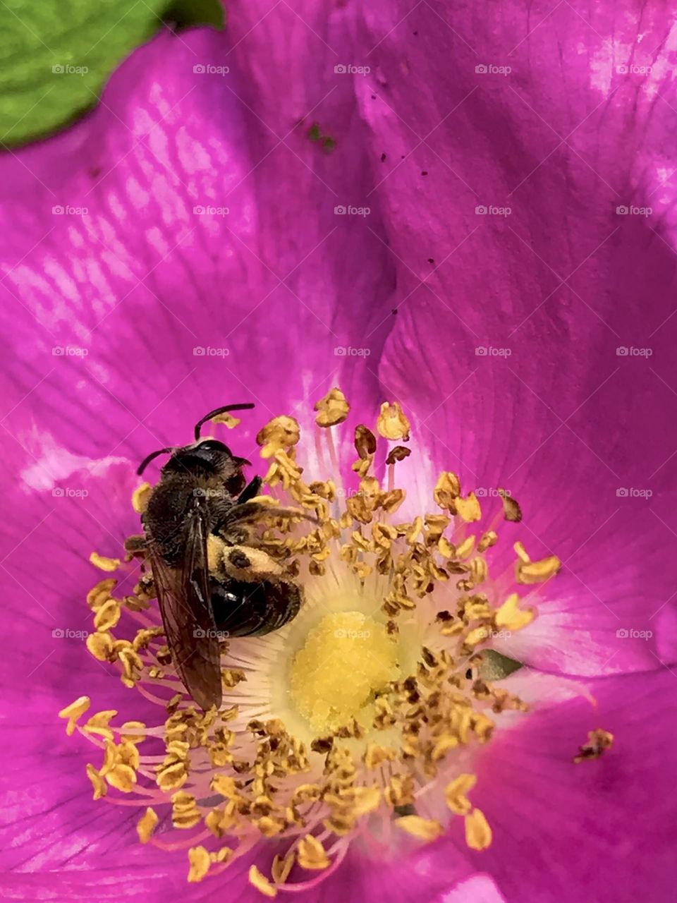Bee on a rose