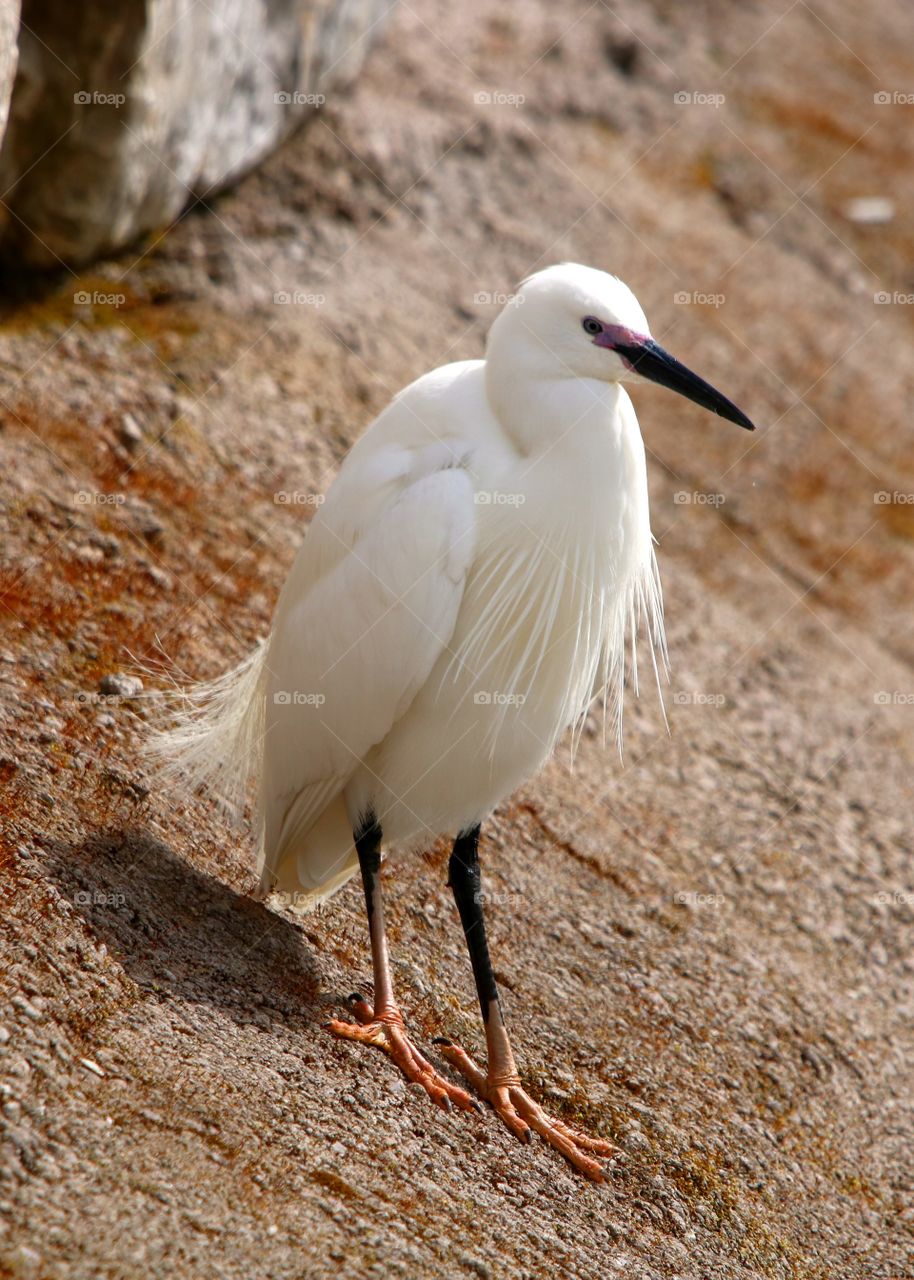 snowy heron