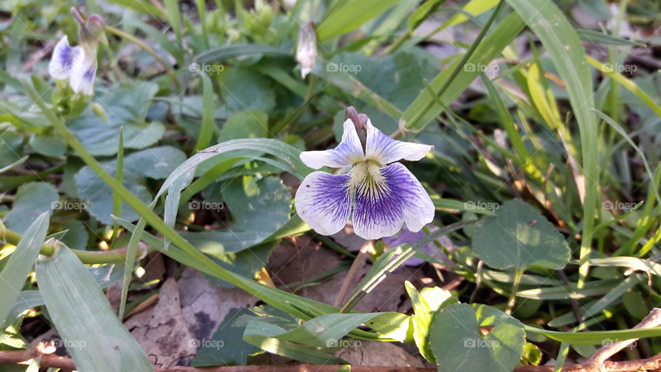 Wild Violets