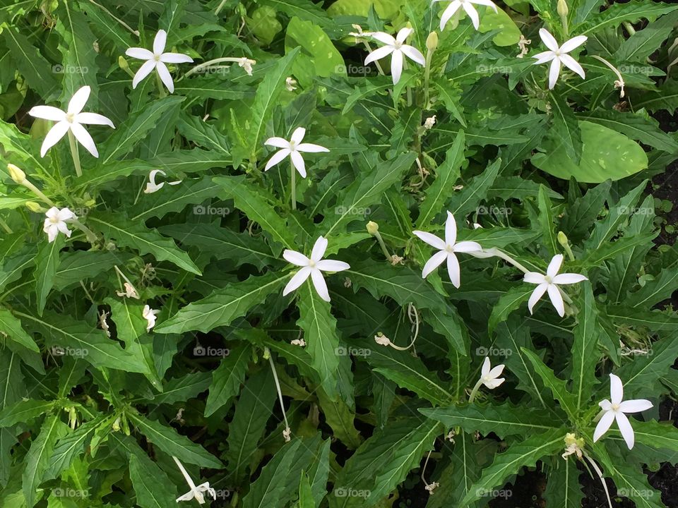 White flowers blooming in the garden 