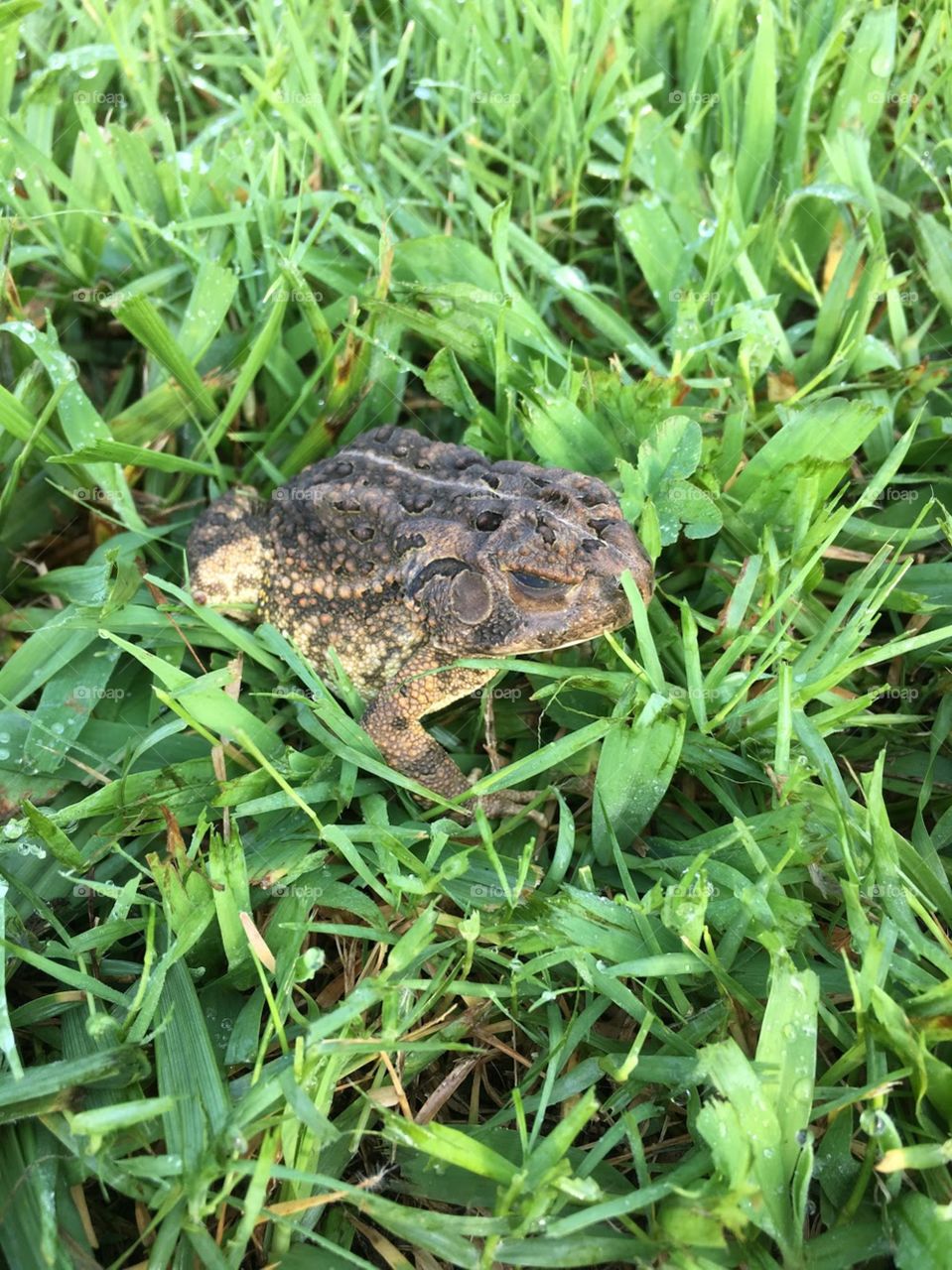 Toad in the grassy knoll. 