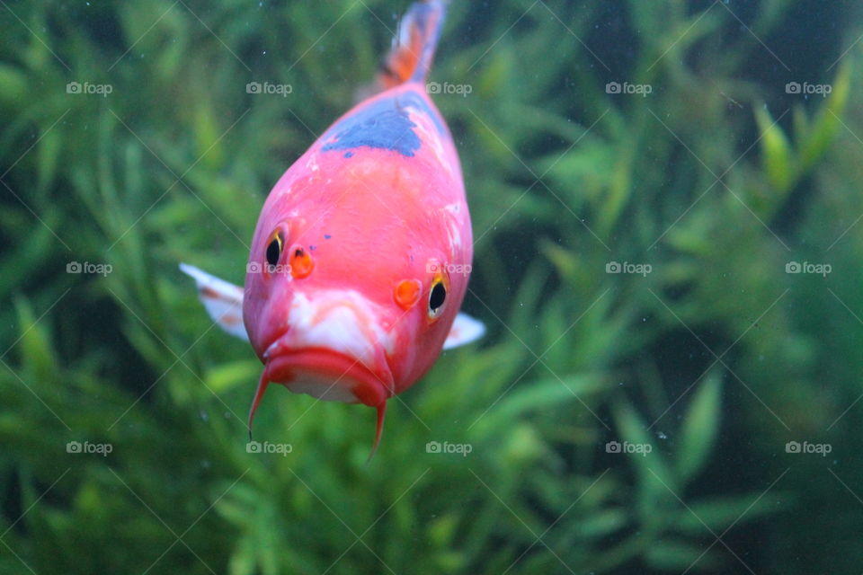frowning  fish