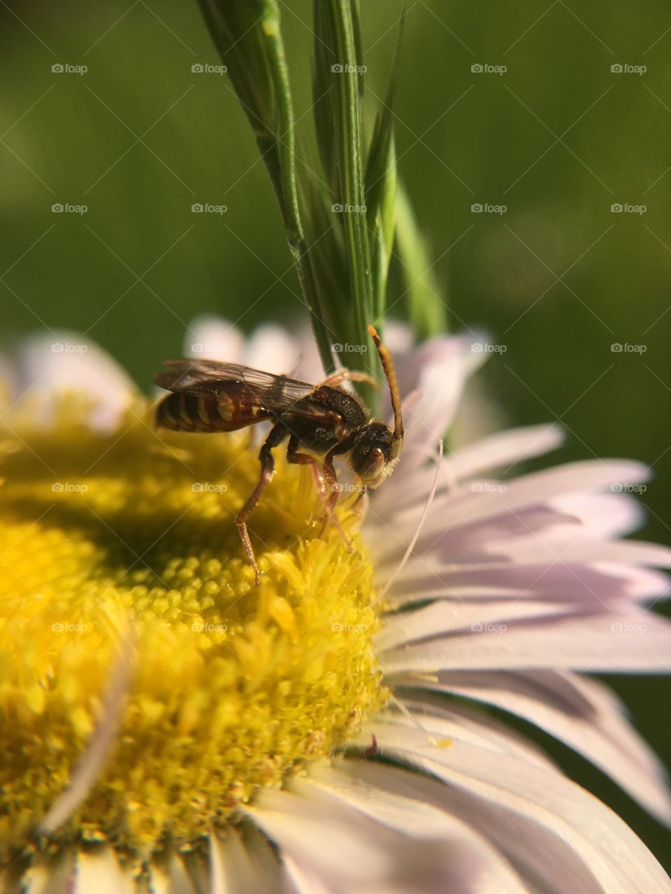 Tiny bee 